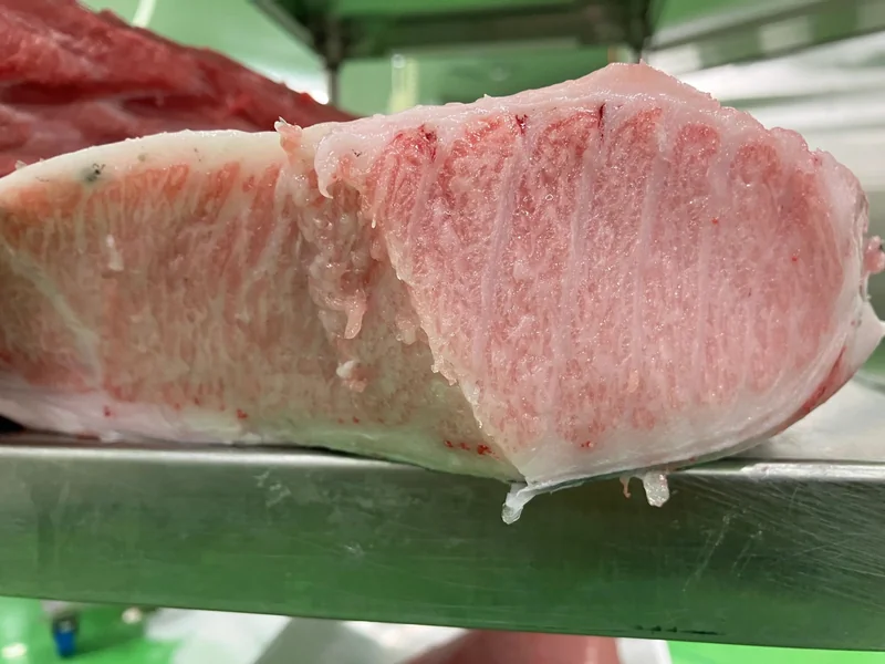 Harakami belly block — Nagasaki Bluefin Tuna cross-section at Miyazaki processor, showing Otoro marbling