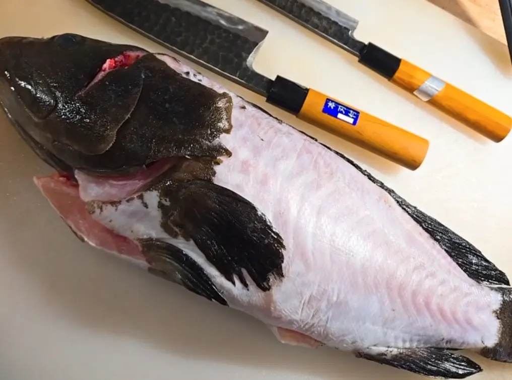 Kue Japanese grouper Ehime at Sashimi DC