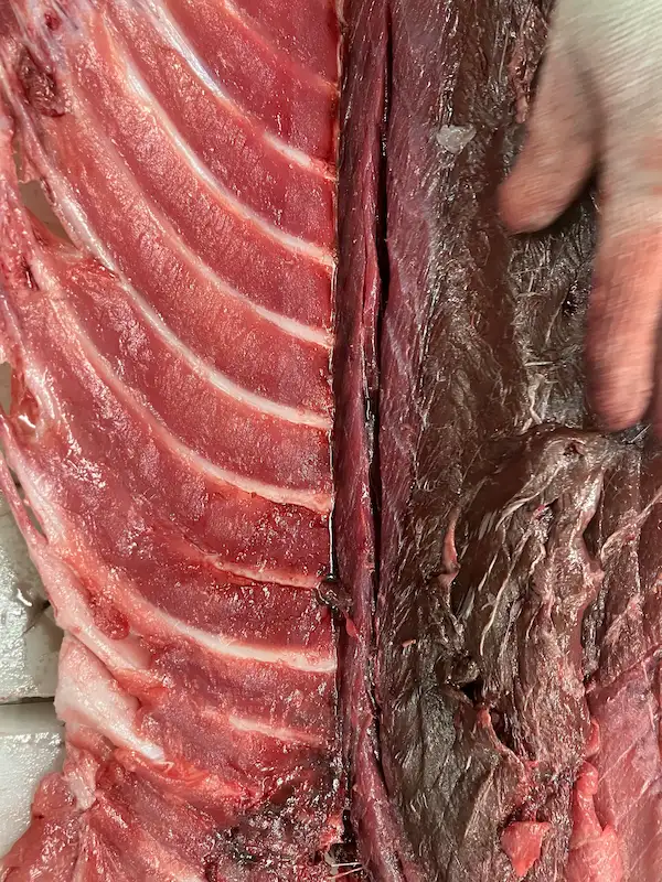 Sashimi DC — July 8, 2026 update