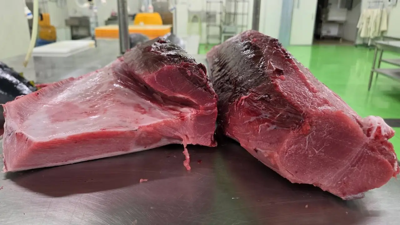 Sashimi DC — August 5, 2026 update