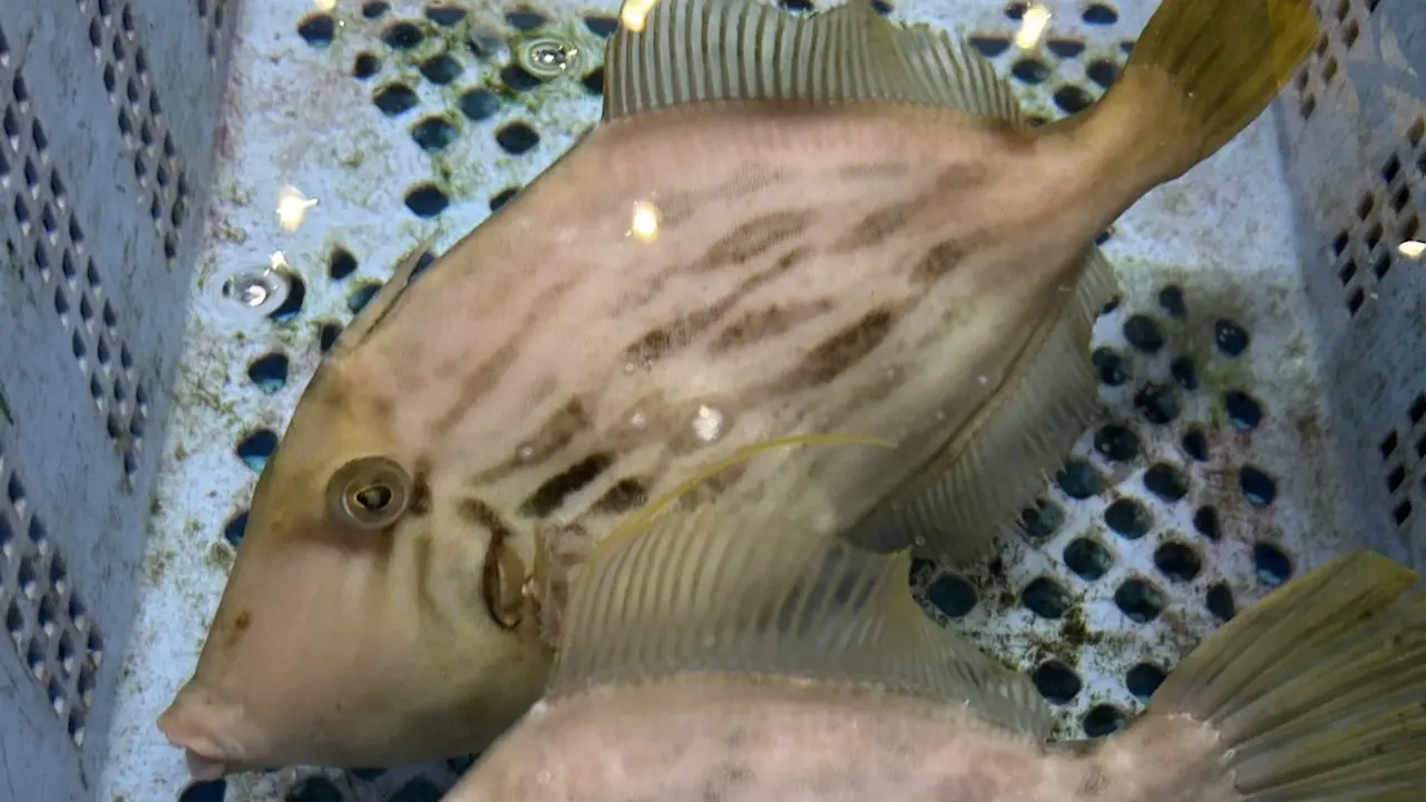 Sashimi DC &mdash; October 15, 2026 update