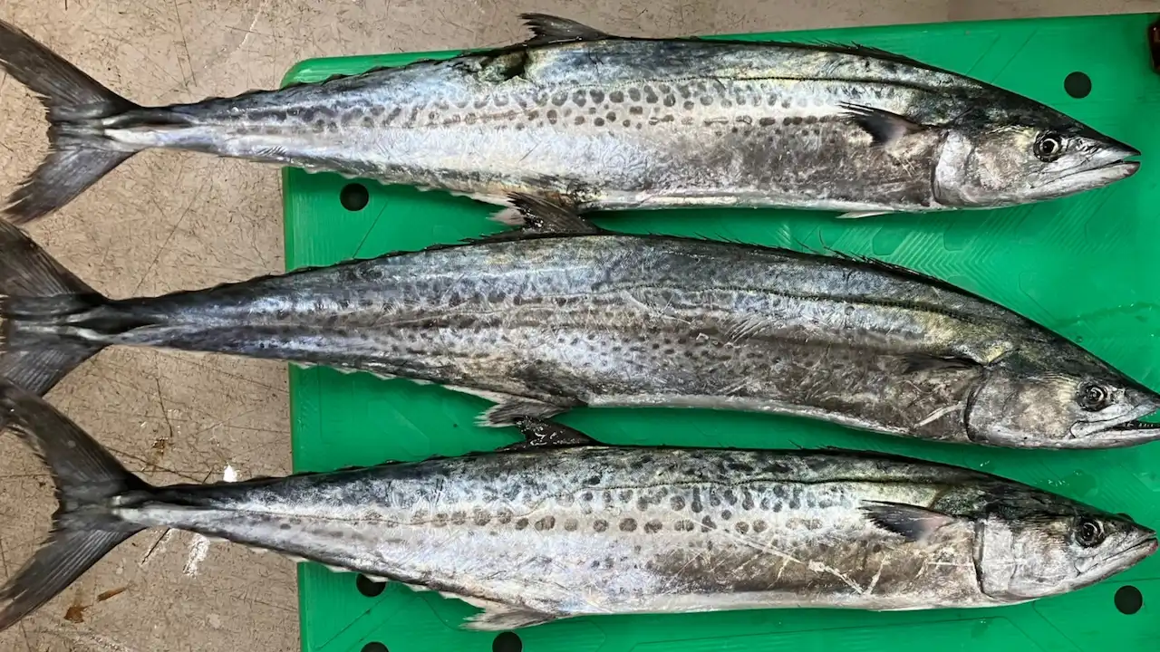 Three whole Sawara (Japanese Spanish mackerel) &mdash; Sashimi DC October 28, 2026 update